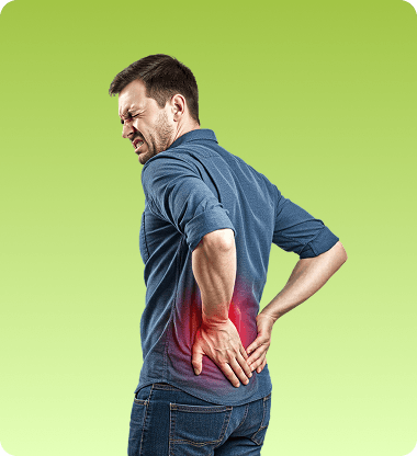 Hip Joint Anatomy